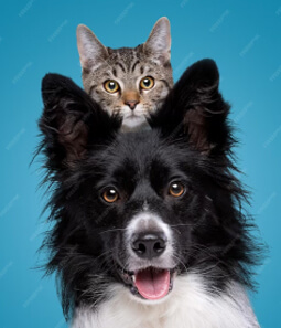 Equipo Médico Veterinario